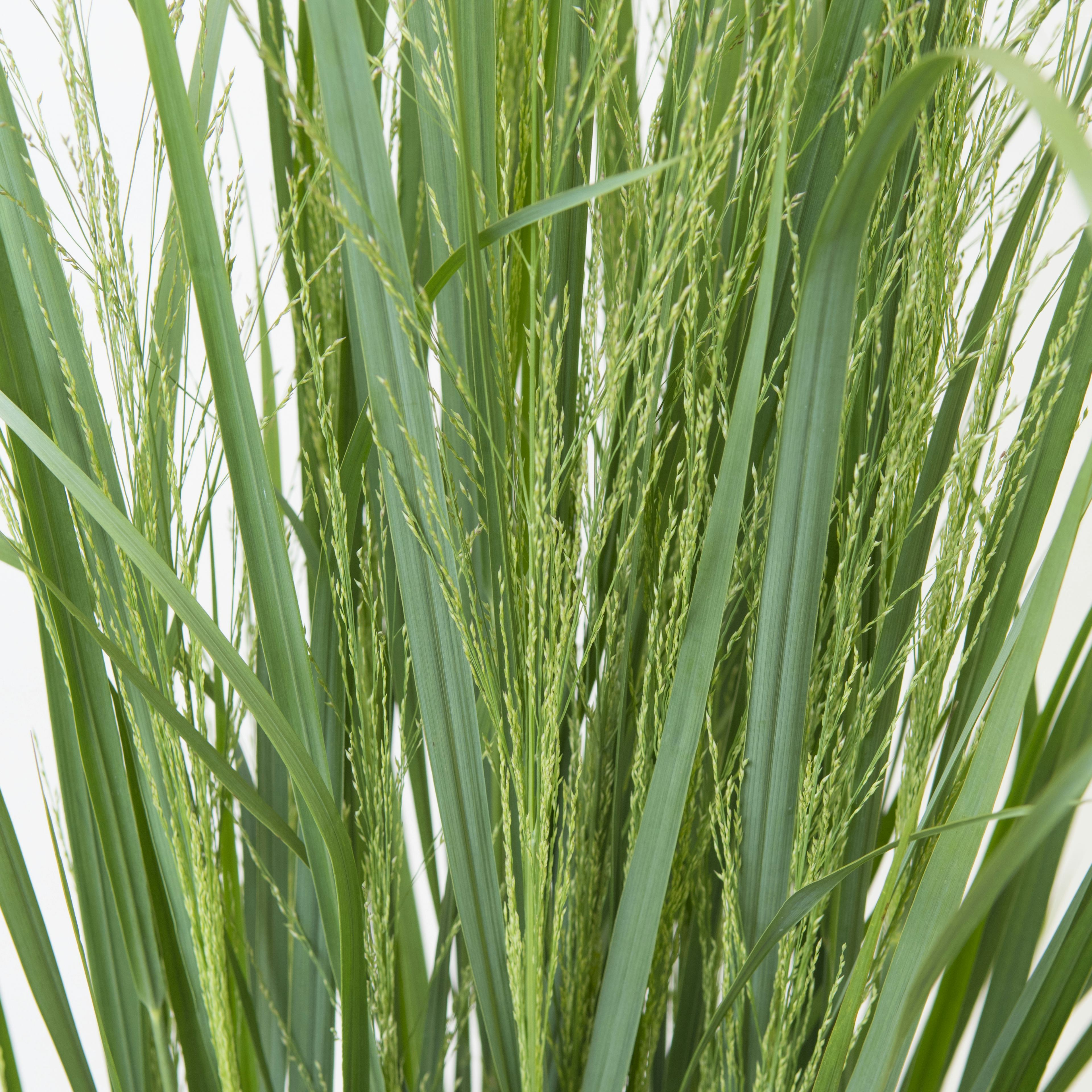 Planta Omnia Garden Prydnadshirs Northwind