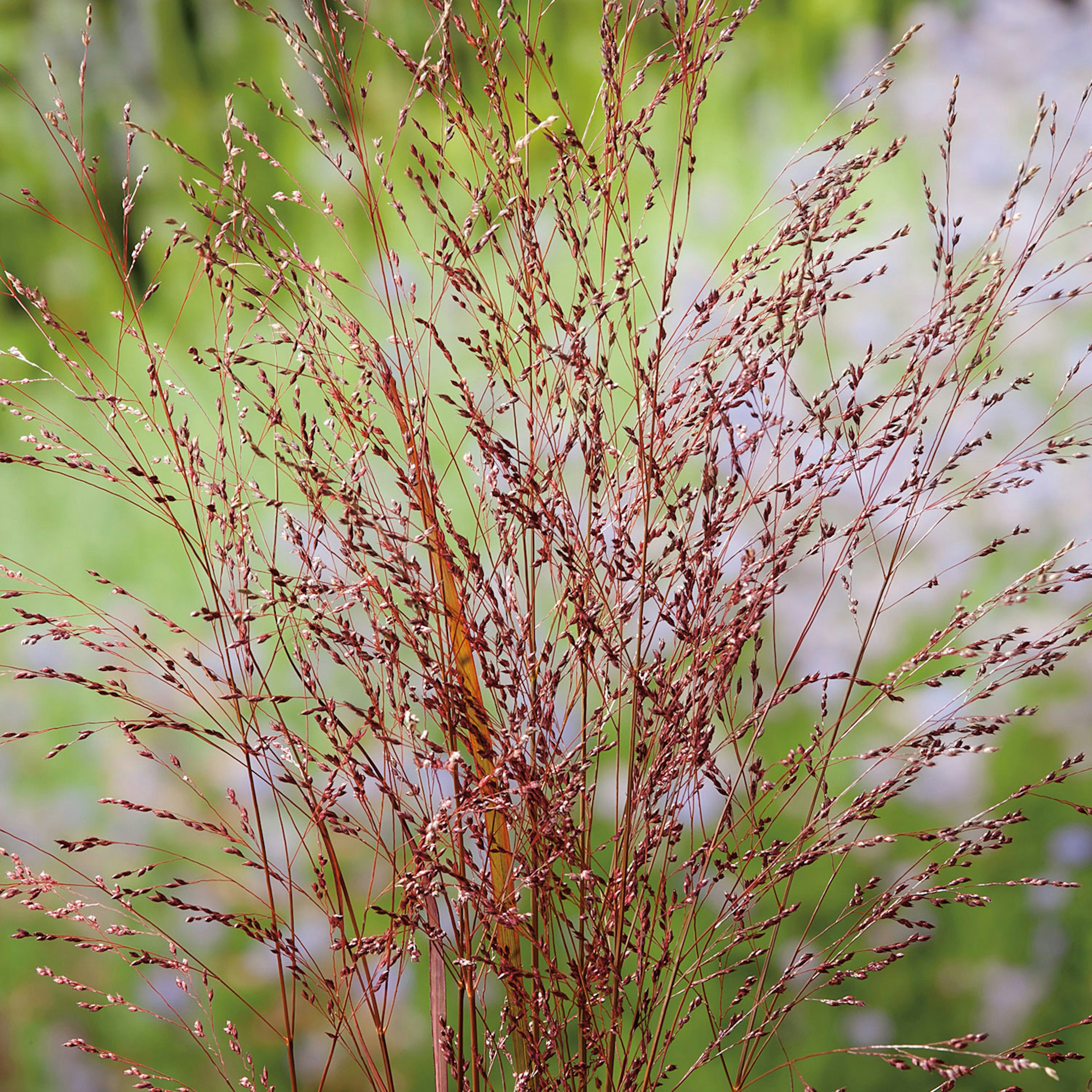 Planta Omnia Garden Jungfruhirs Squaw