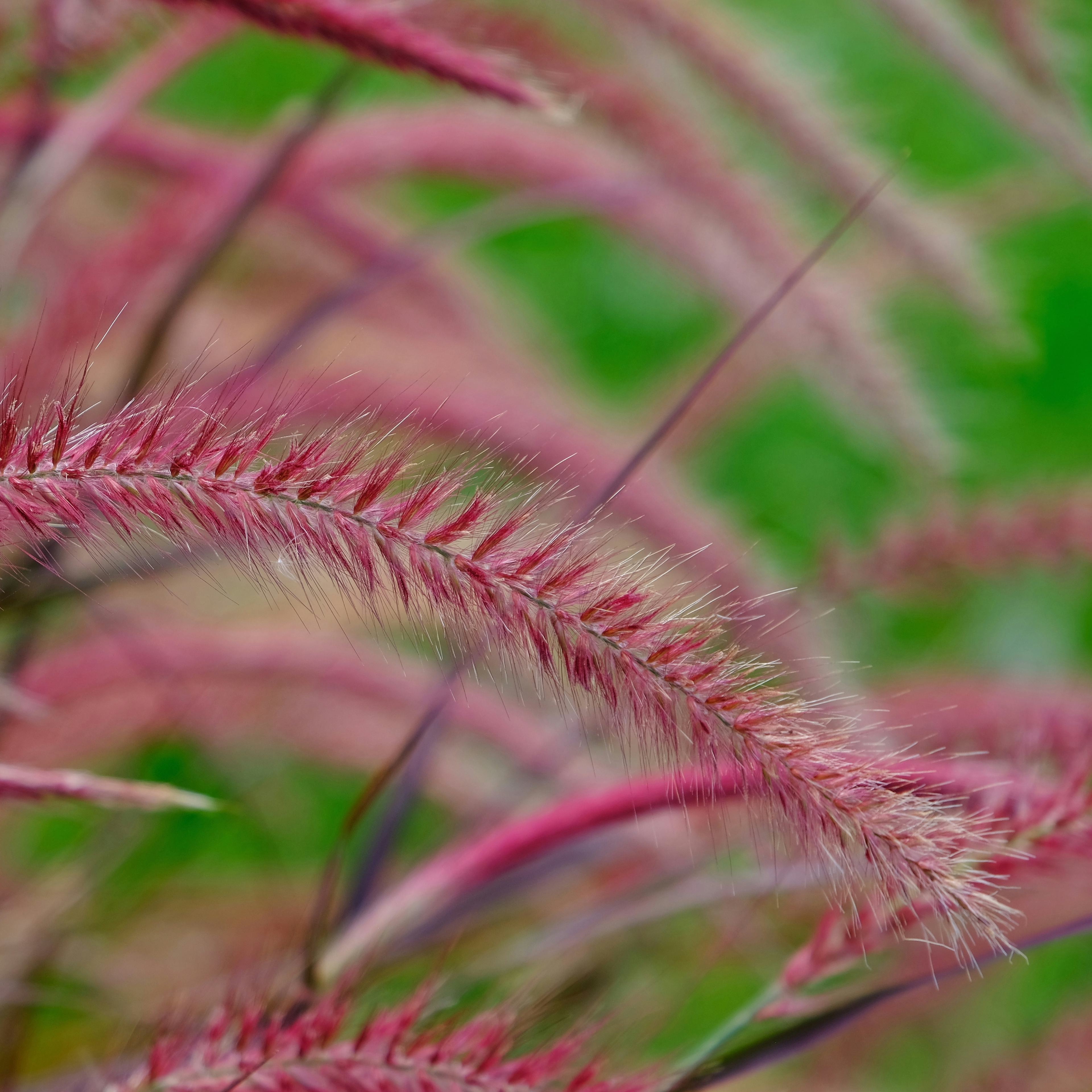 Planta Omnia Garden Fjäderborstgräs Fireworks