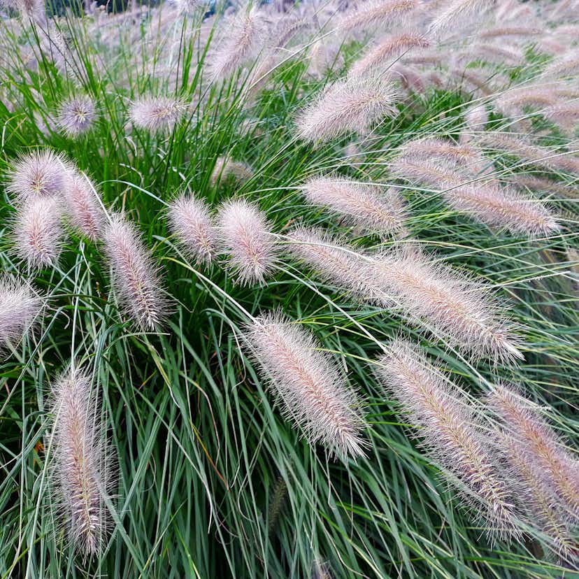 Planta Omnia Garden Lampborstgräs Hameln