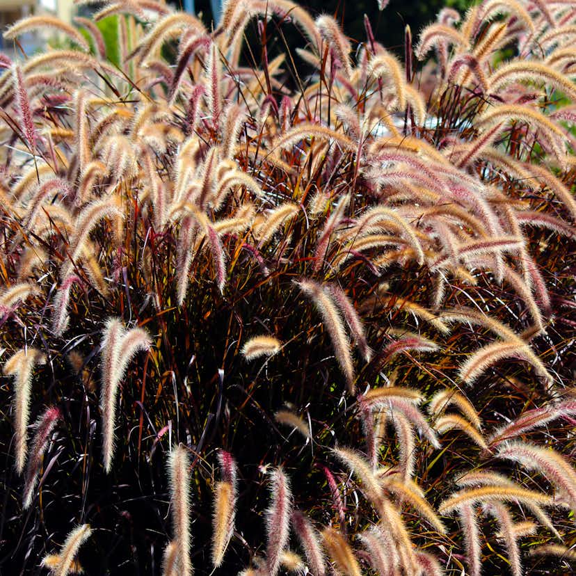 Planta Omnia Garden Fjäderborstgräs Rubrum