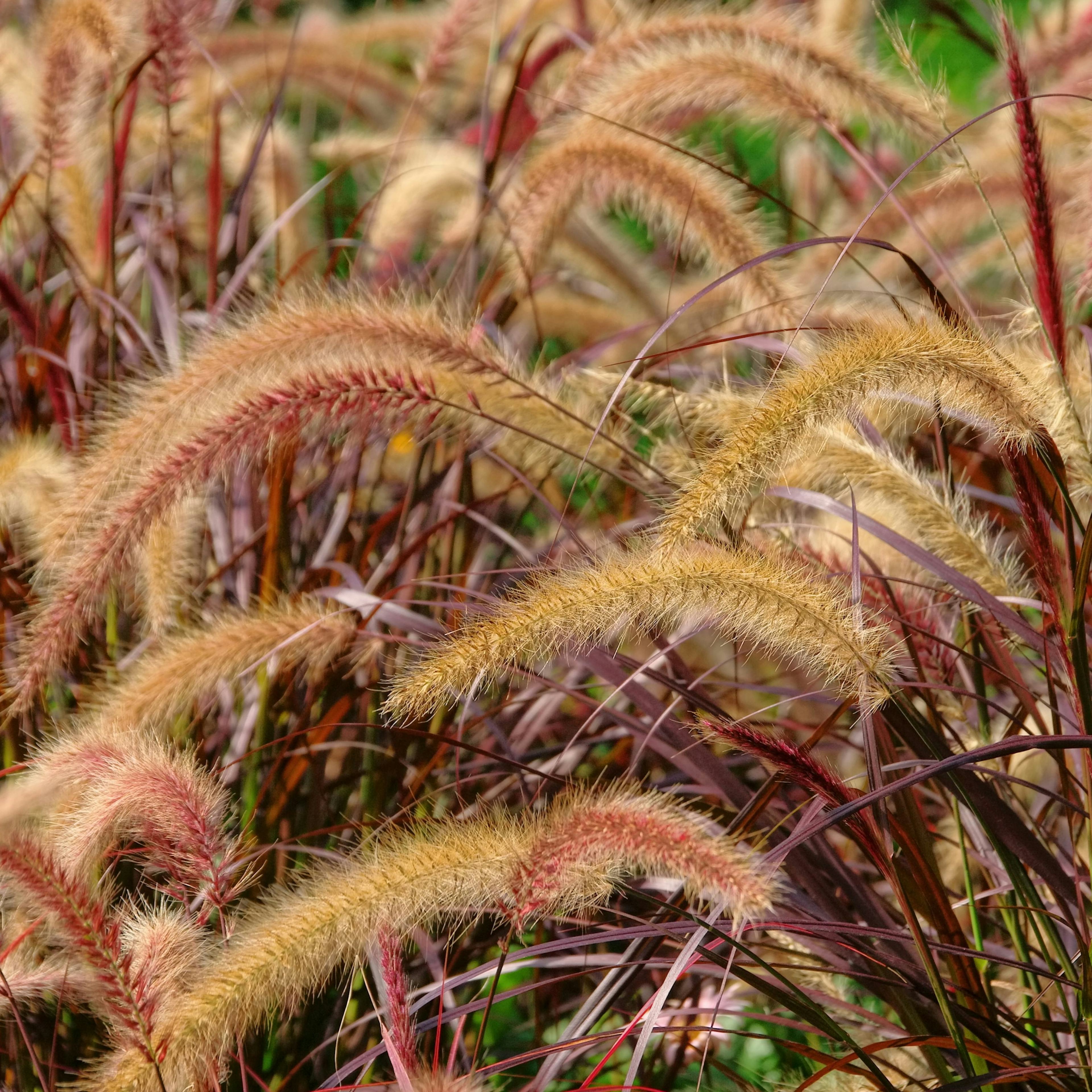 Planta Omnia Garden Fjäderborstgräs Rubrum