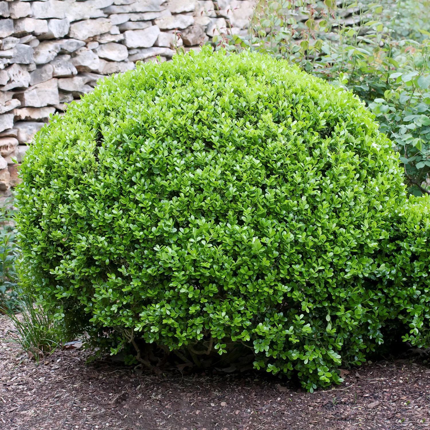 Prydnadsbuske Småbladig Faulkner Buxbom Omnia Garden Formklippt