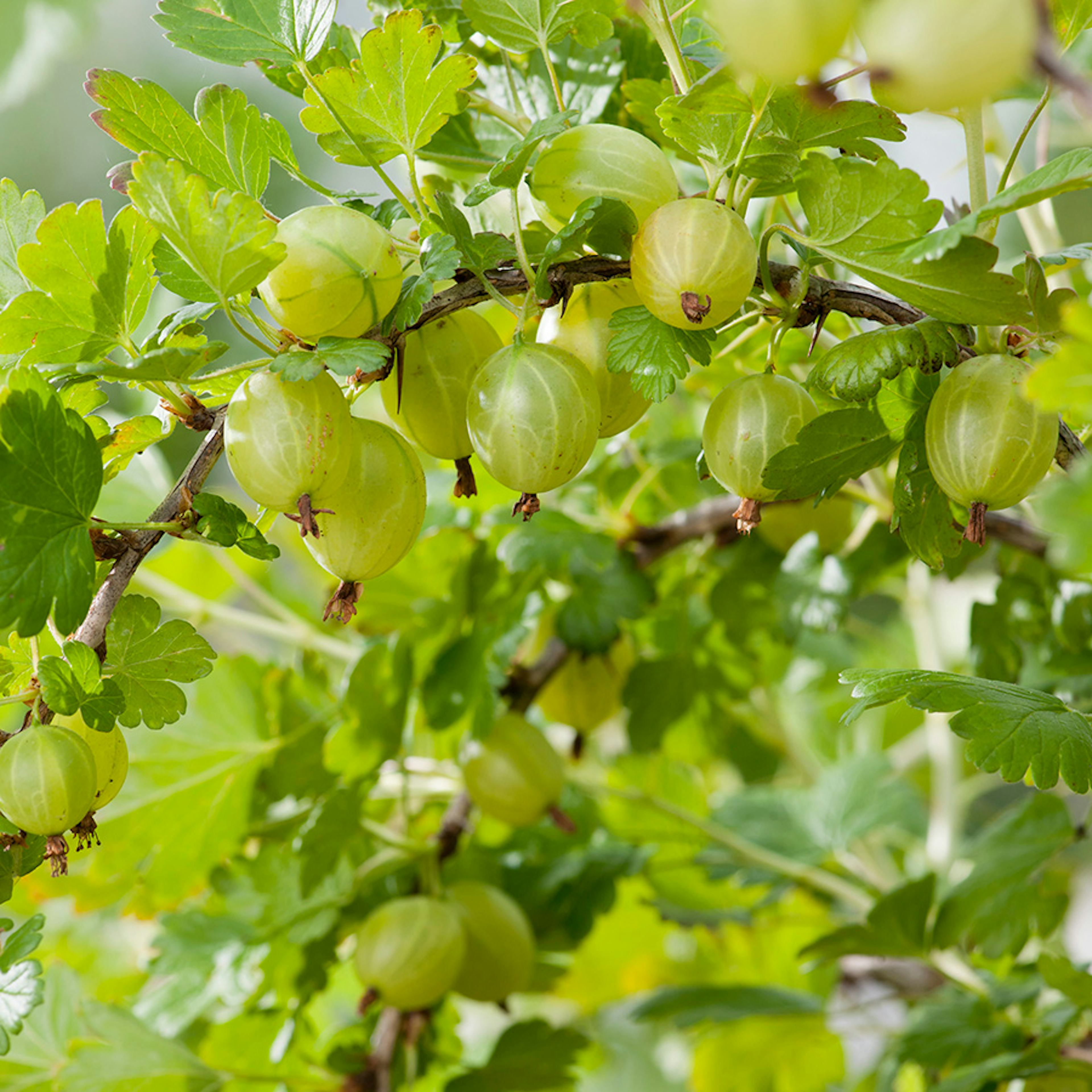 Buske Gula Krusbär Omnia Garden 50-60 cm