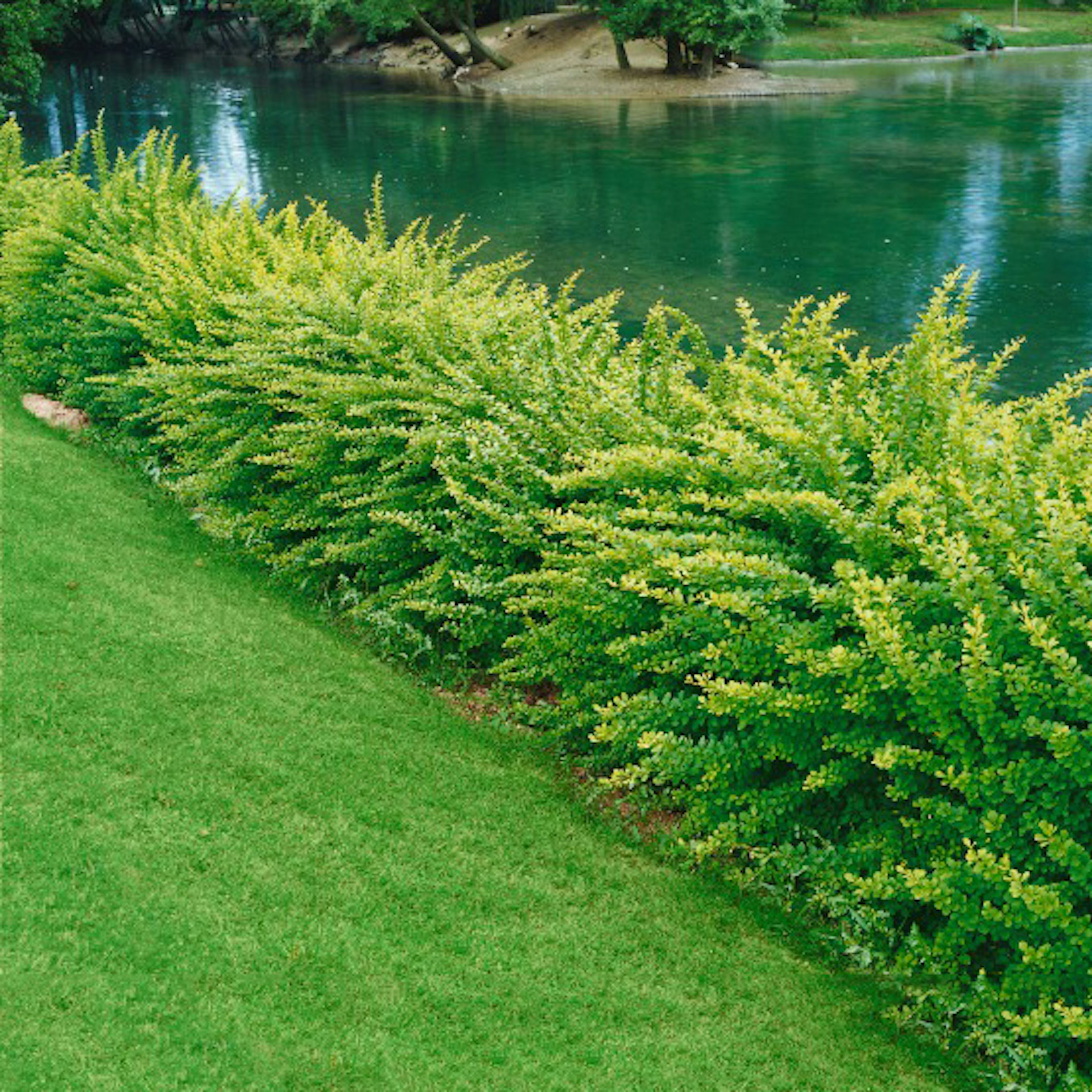 Prydnadsbuske Omnia Garden Häckberberis Krukodlad