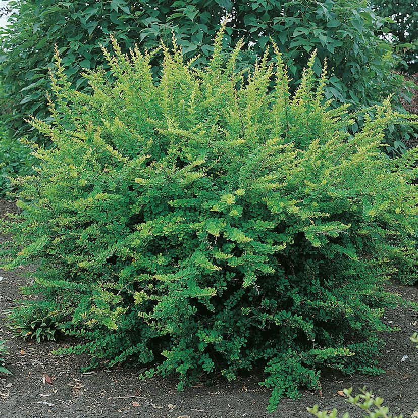 Prydnadsbuske Omnia Garden Häckberberis Krukodlad