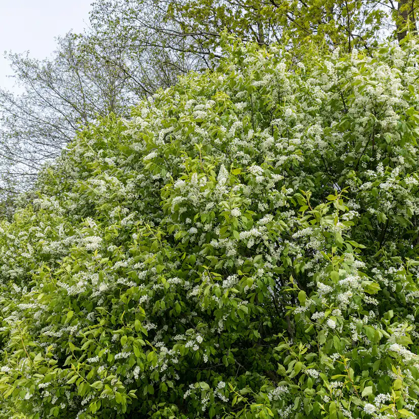 Prydnadsbuske Hägg Omnia Garden 100-125cm