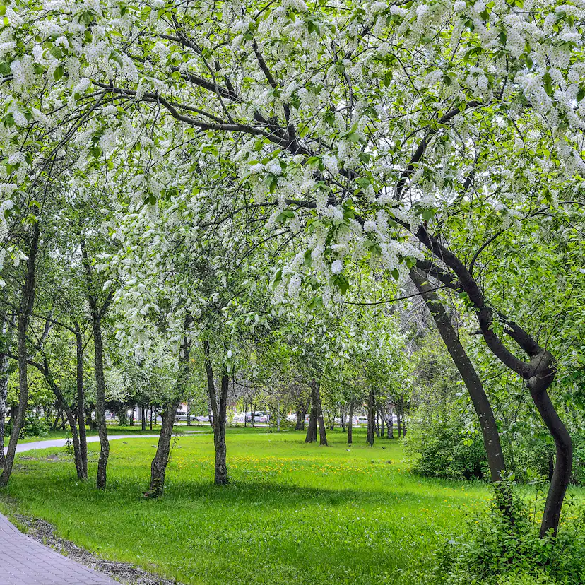 Prydnadsbuske Hägg Omnia Garden 100-125cm