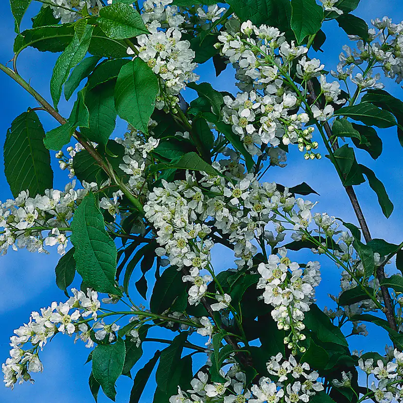 Prydnadsträd Omnia Garden Hägg, Vit Blomning & Grönt Lövverk, 120-175 cm