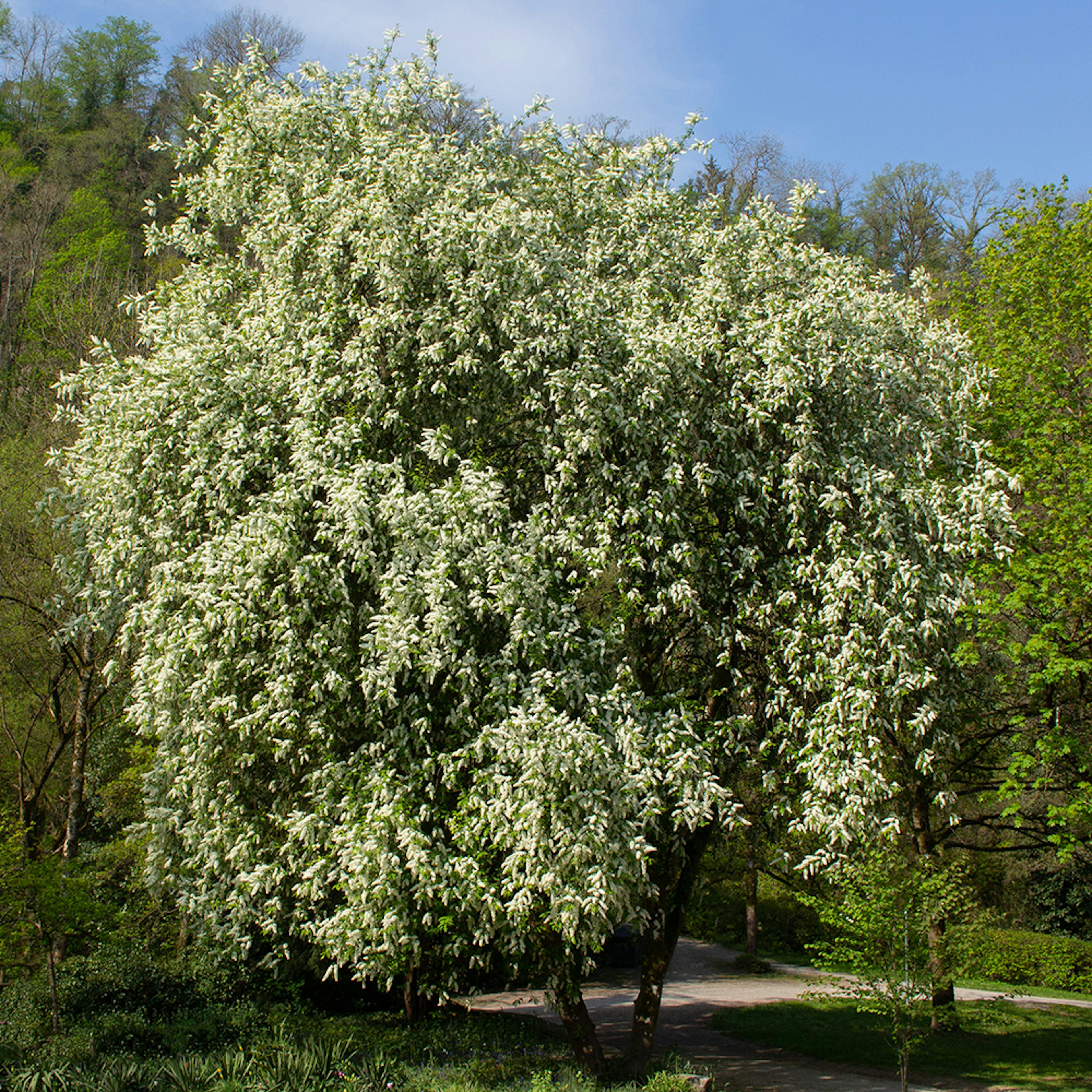 Prydnadsträd Omnia Garden Hägg, Vit Blomning & Grönt Lövverk, 120-175 cm