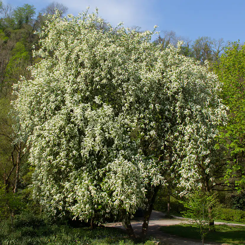 Prydnadsträd Omnia Garden Hägg, Vit Blomning & Grönt Lövverk, 120-175 cm