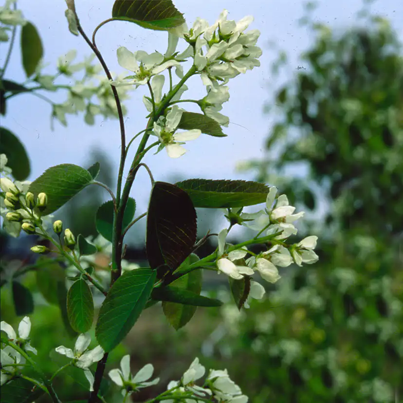 Buske Omnia Garden Häggmispel Amelanchier Spicata 50-80 cm