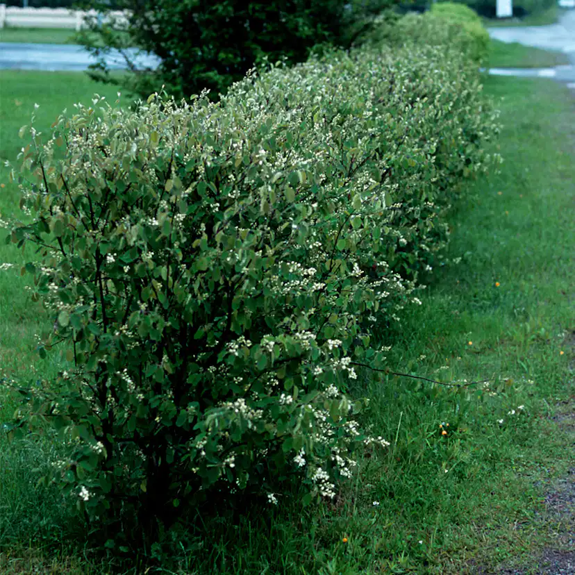 Buske Omnia Garden Häggmispel Amelanchier Spicata 50-80 cm