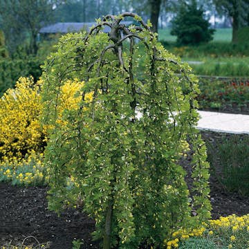 Prydnadsträd Hängkaragan Omnia Garden 100-120 cm