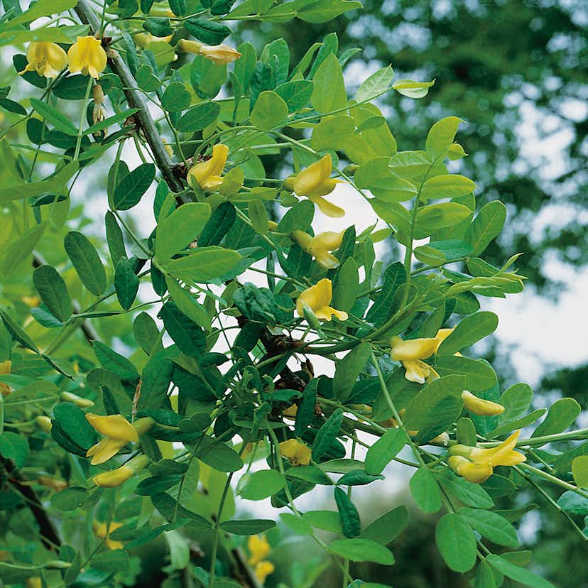 Prydnadsträd Omnia Garden Hängkaragan 100-120 cm - Grön Blomning