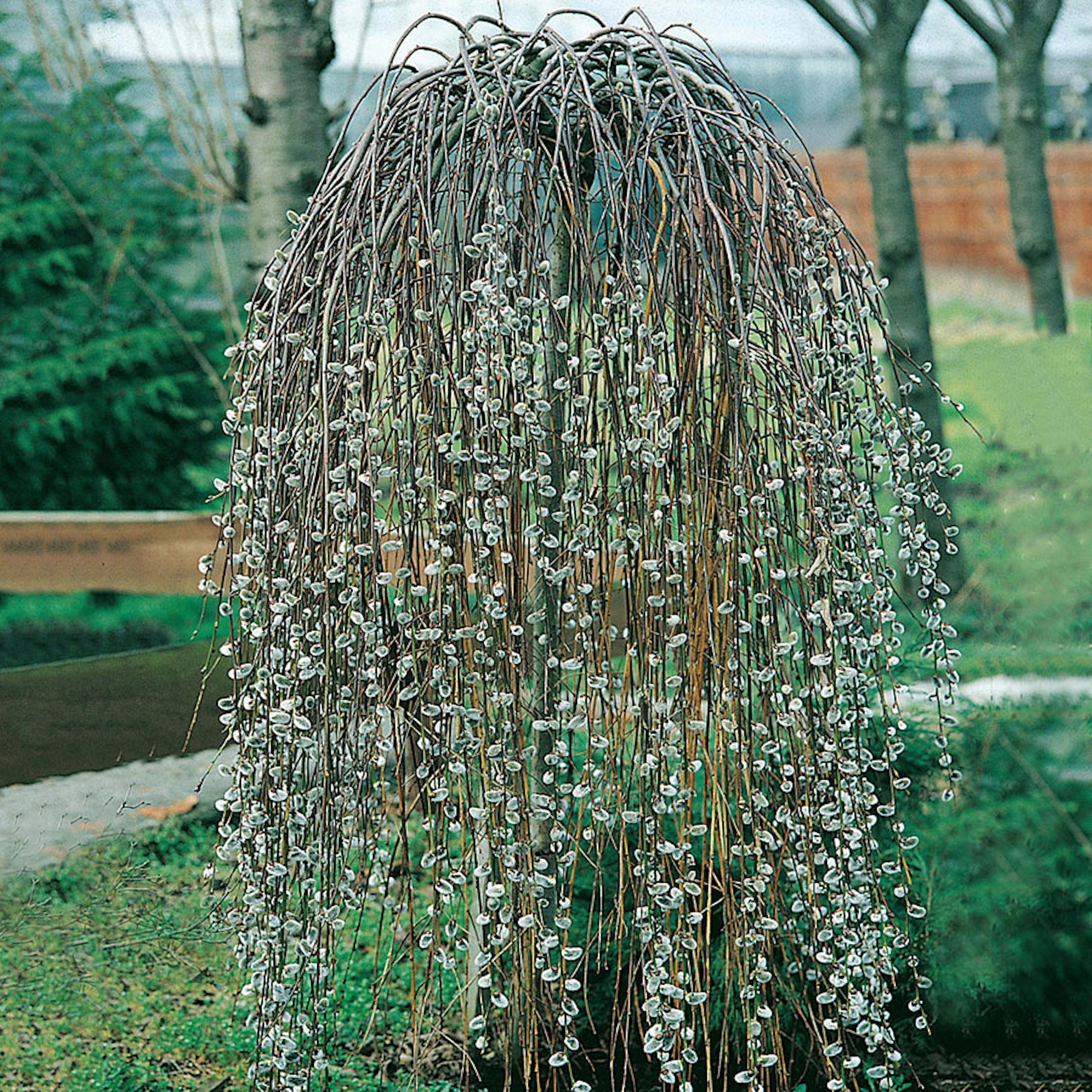 Prydnadsträd Hängsälg Omnia Garden Grönt Lövverk med Grenrik Krona 100-120 cm