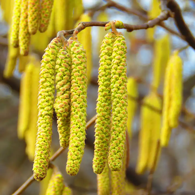 Buske Hassel Omnia Garden 150-200cm