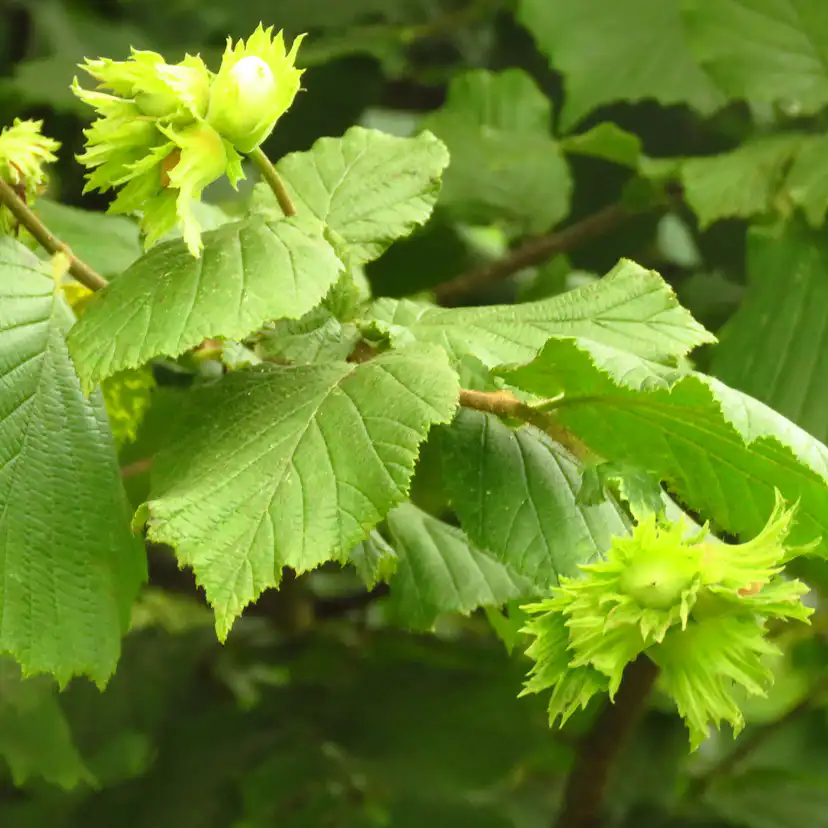 Buske Hassel Omnia Garden 150-200cm