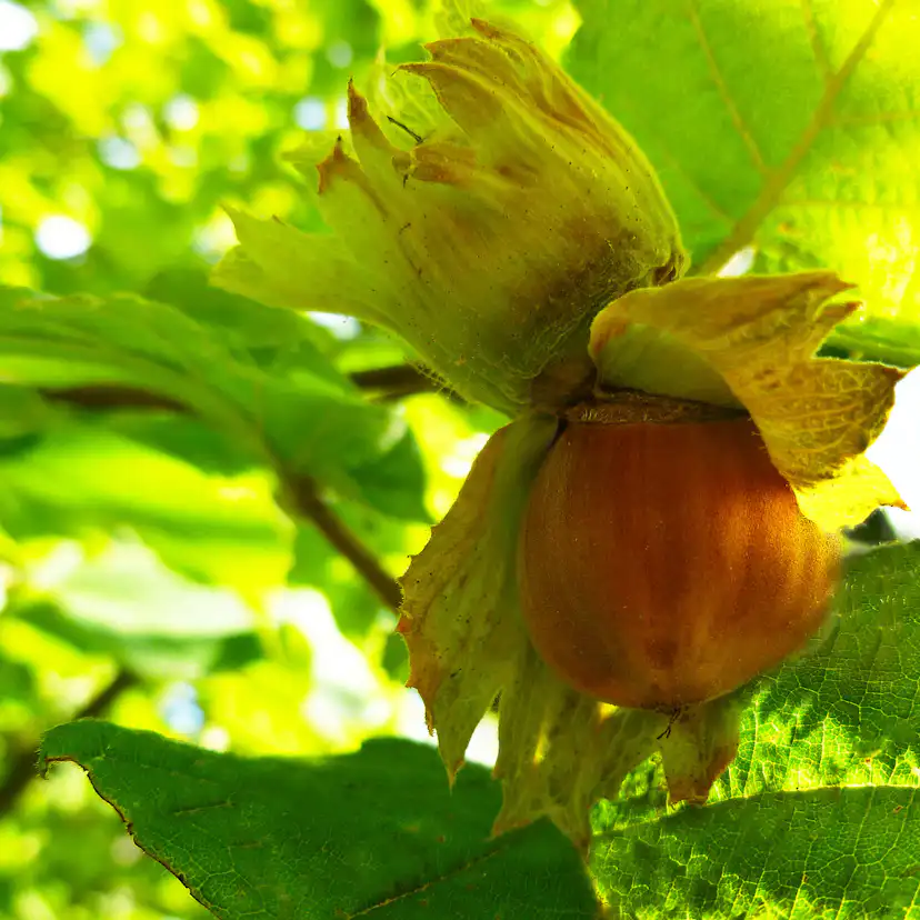 Buske Hassel Omnia Garden 150-200cm