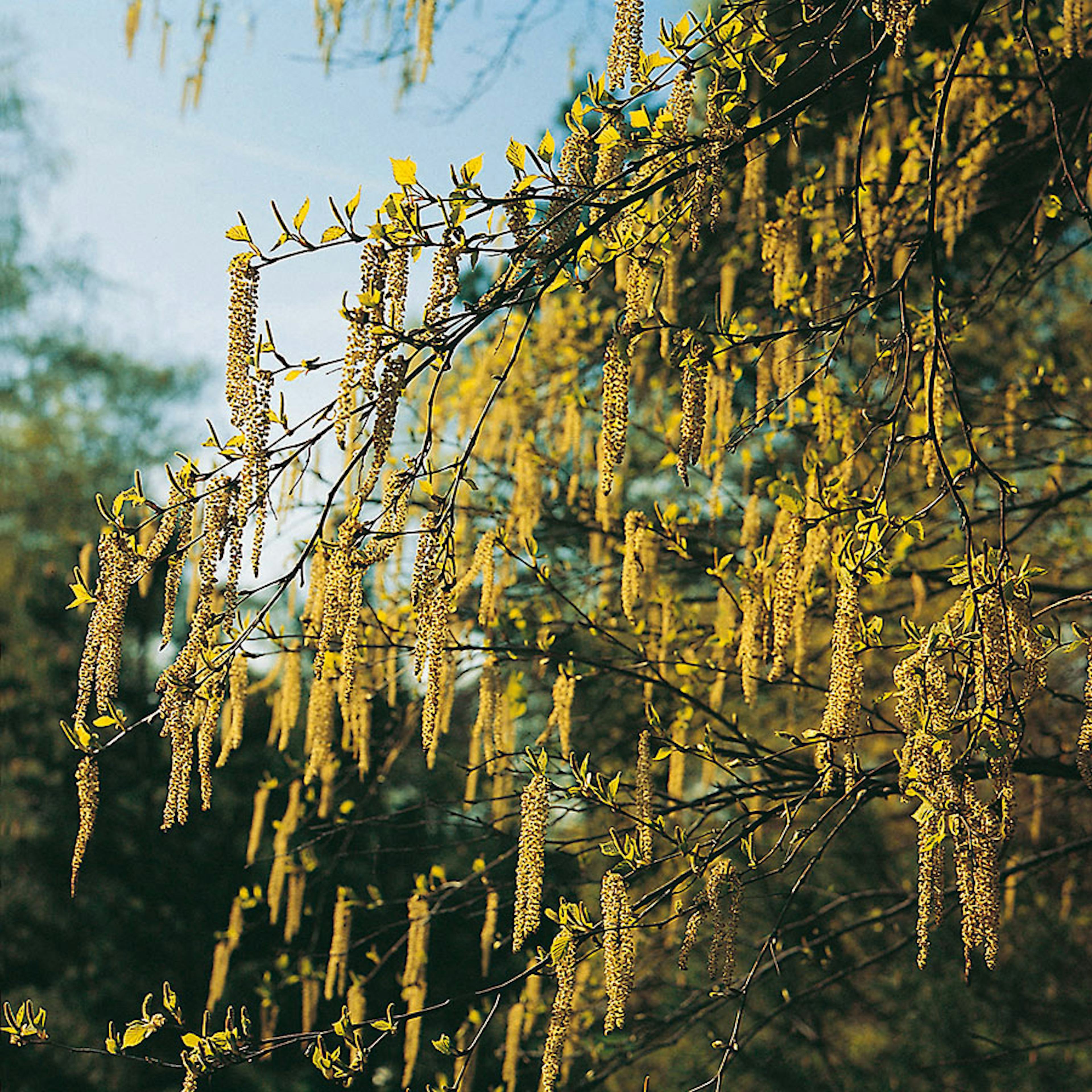 Prydnadsbuske Omnia Garden Hassel