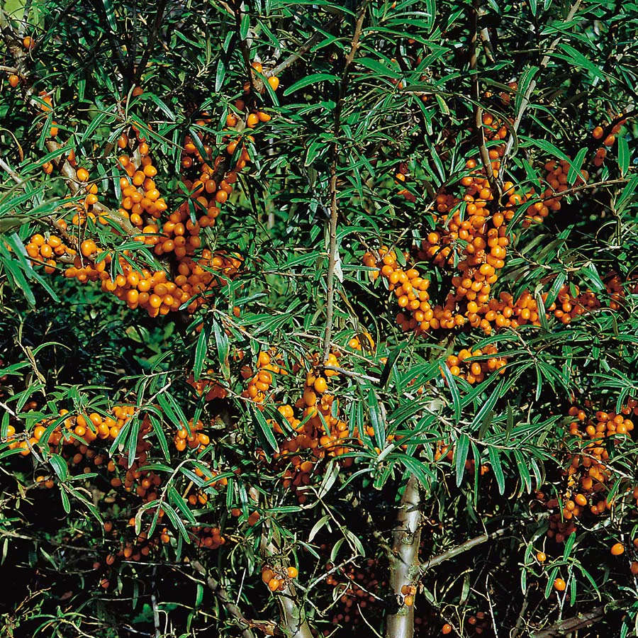 Buske Havtorn Omnia Garden Svenne E Hanplanta