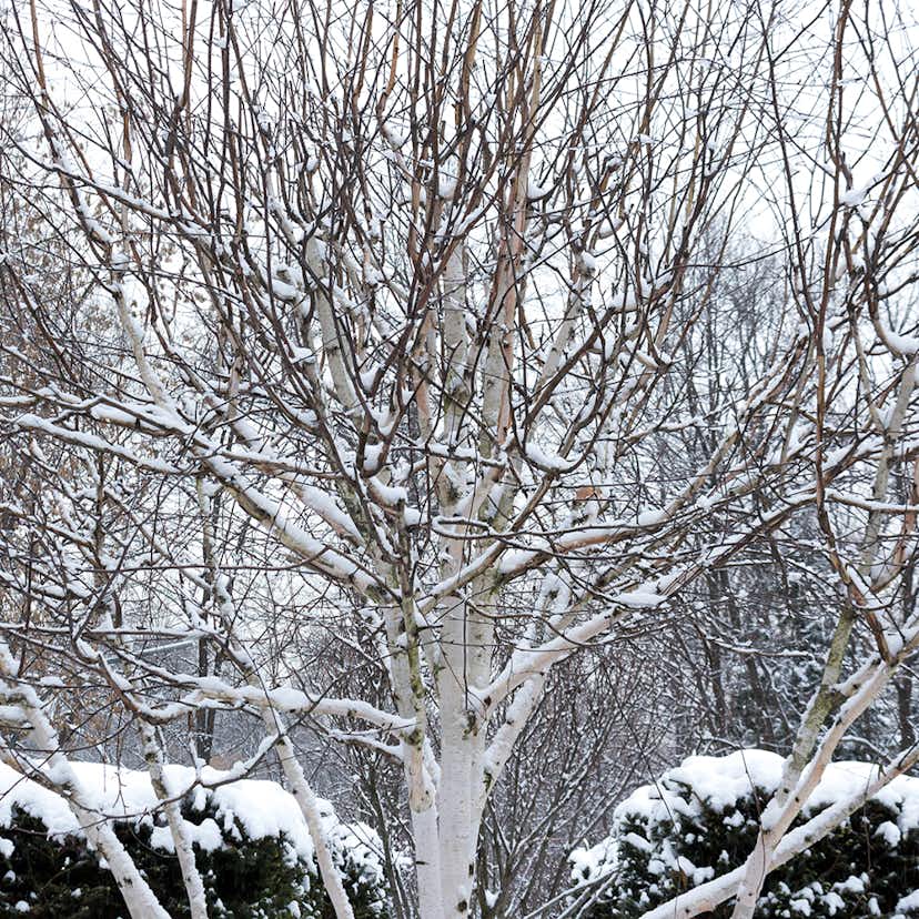 Prydnadsträd Omnia Garden Himalajabjörk, Gröna Lövverk & Gul Blomning, 150-200 cm