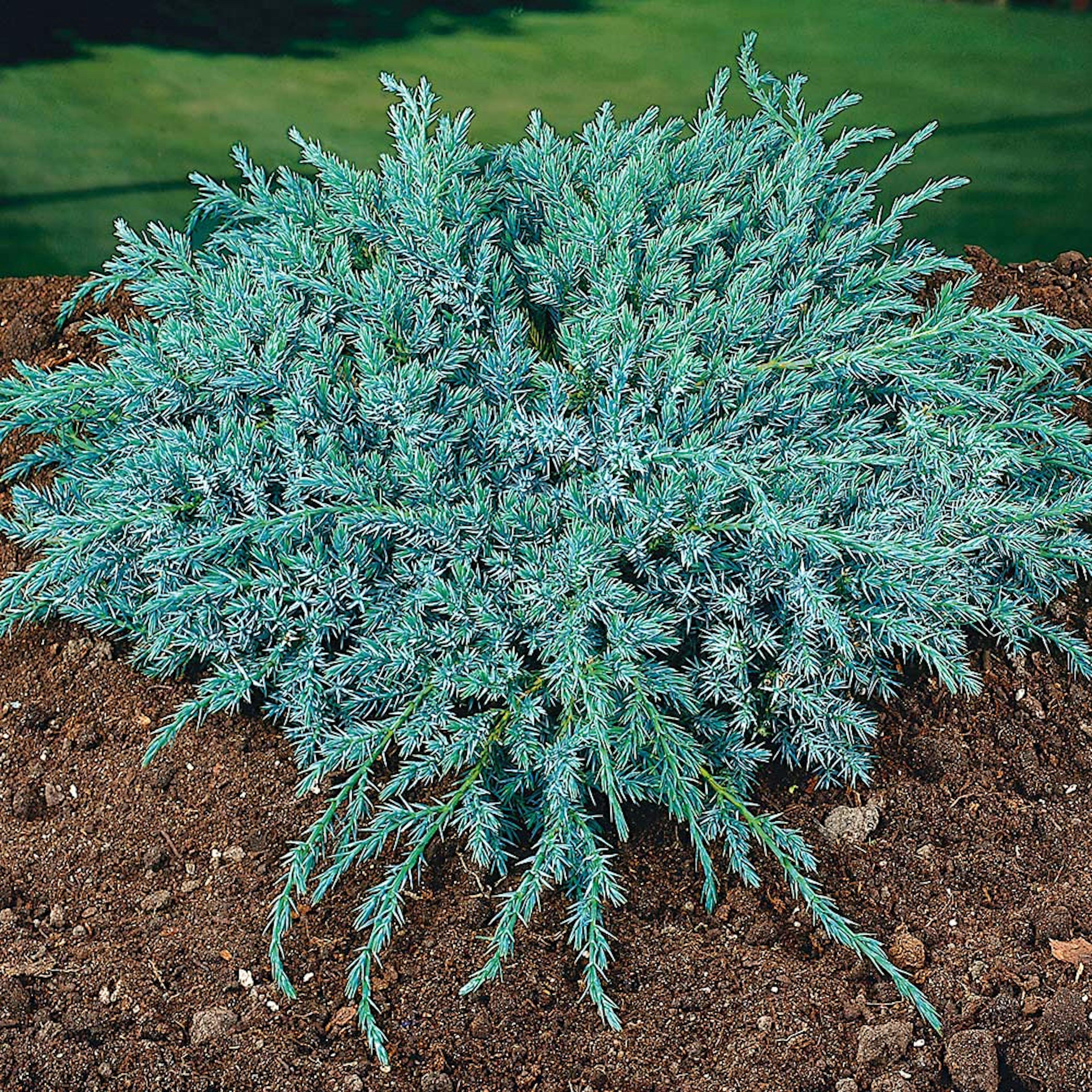 Himalaya-en Omnia Garden Blue Carpet 30-35 cm