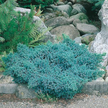 Himalaya-en Omnia Garden Bluestar 20-25 cm
