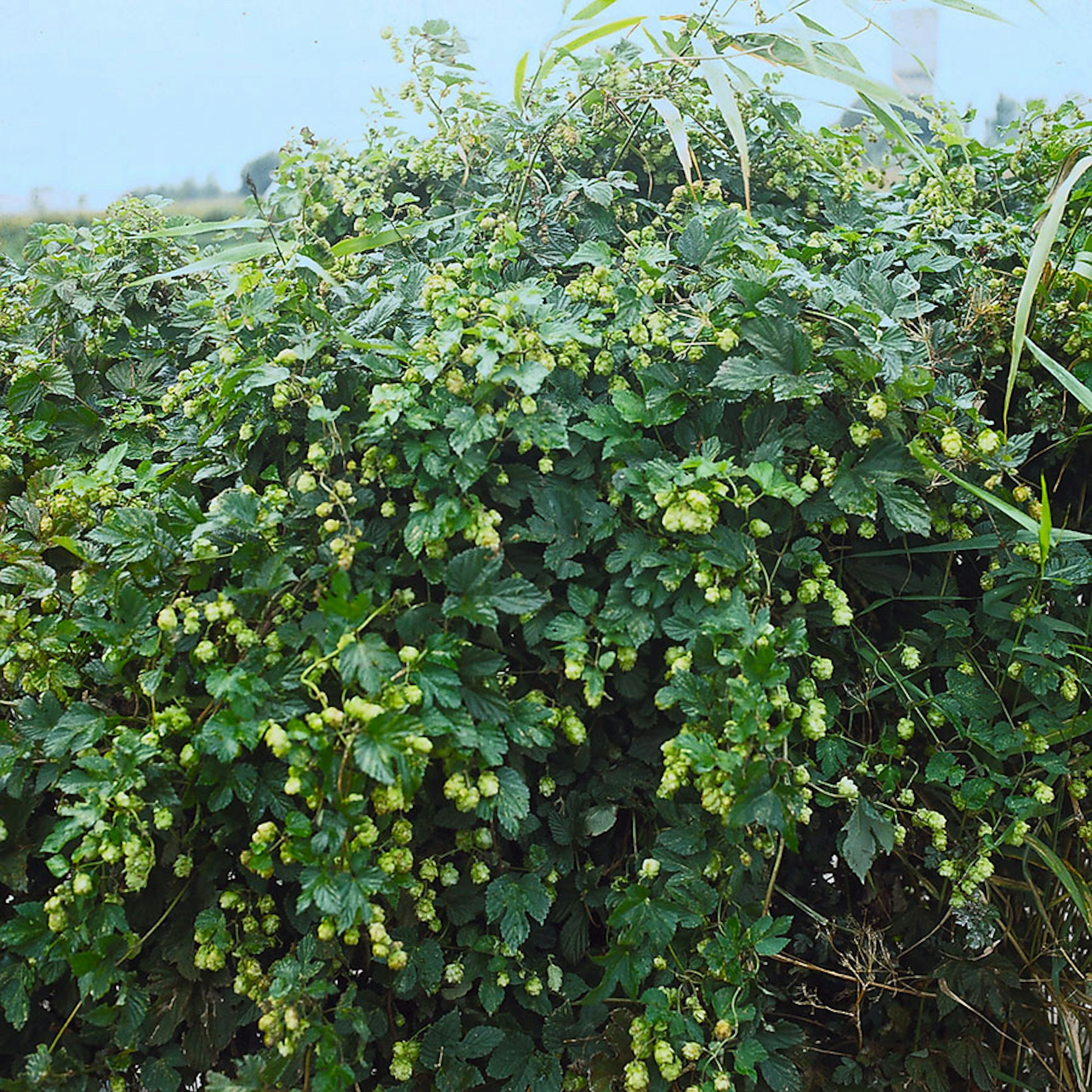 Klätterväxt Humlestorfruktig Omnia Garden 10-80 cm