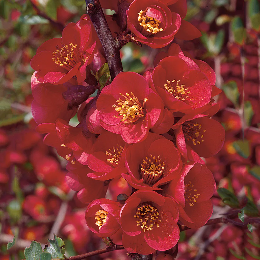 Prydnadsbuske Omnia Garden Hybridrosenkvitten