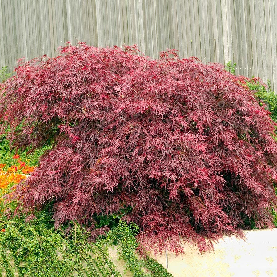Prydnadsbuske Omnia Garden Japansk Blodfliklönn
