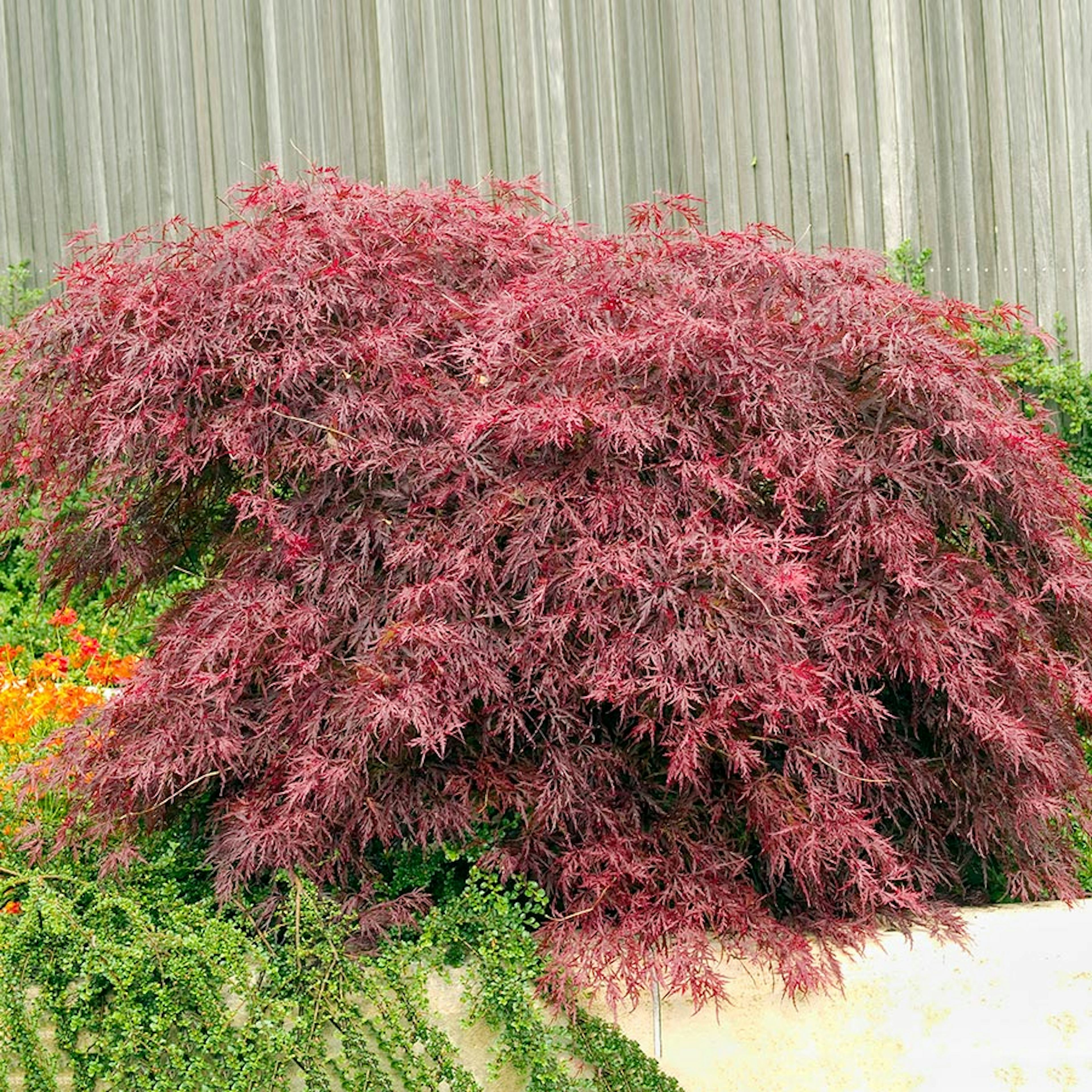 Prydnadsbuske Omnia Garden Japansk Blodfliklönn