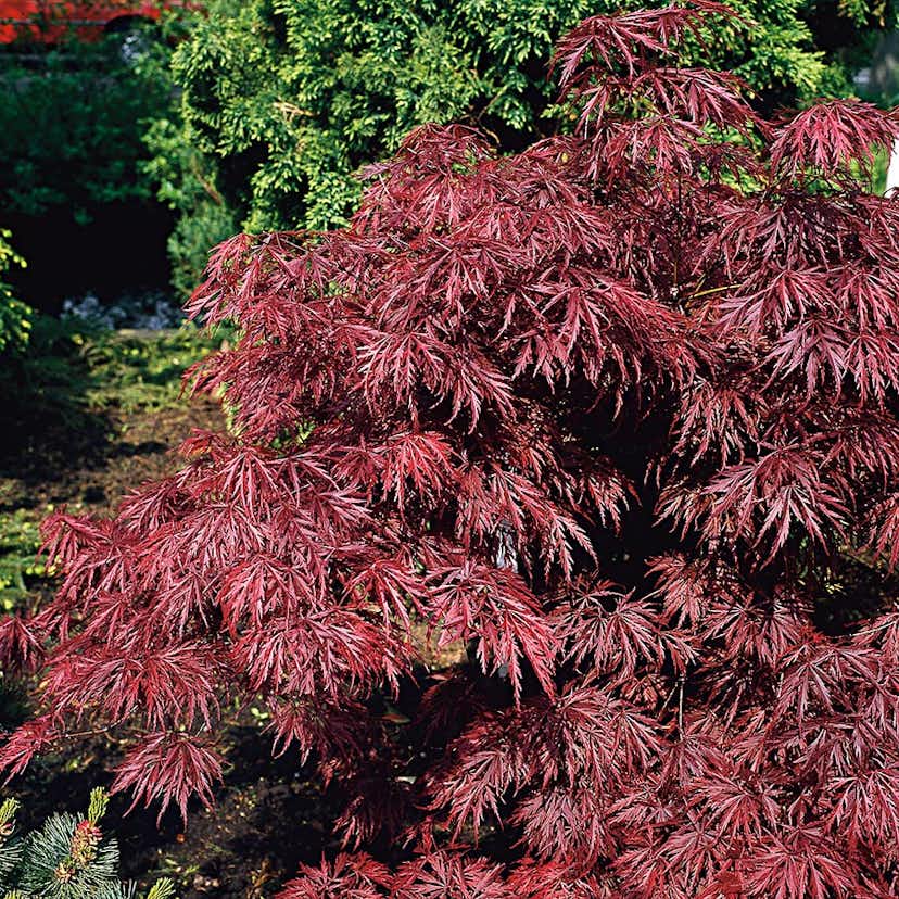 Prydnadsbuske Omnia Garden Japansk Blodfliklönn