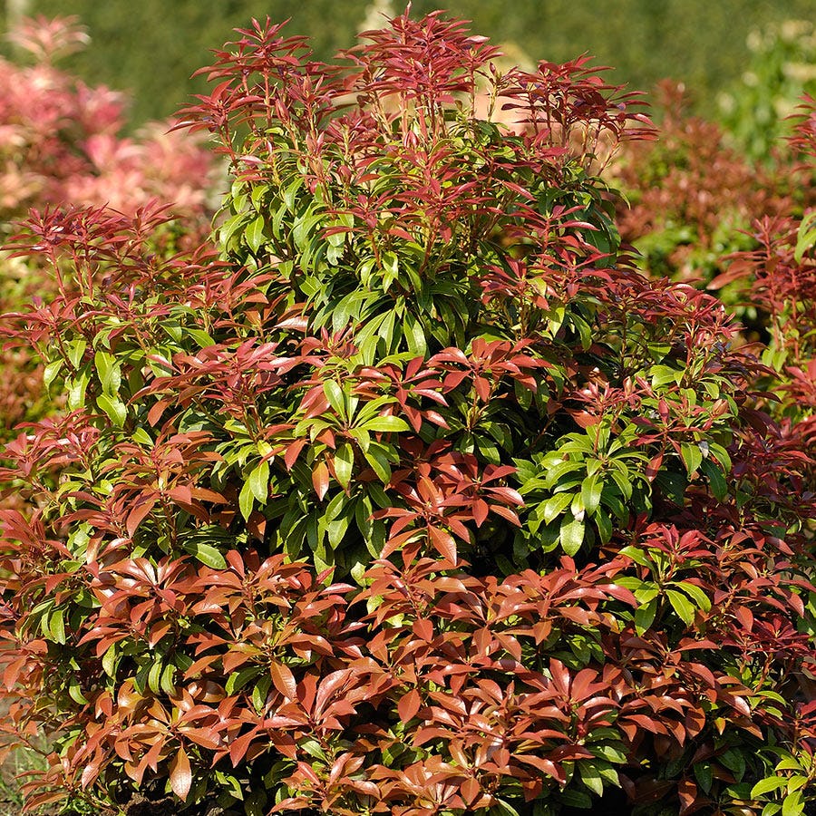Prydnadsbuske Omnia Garden Japansk Buskrosling