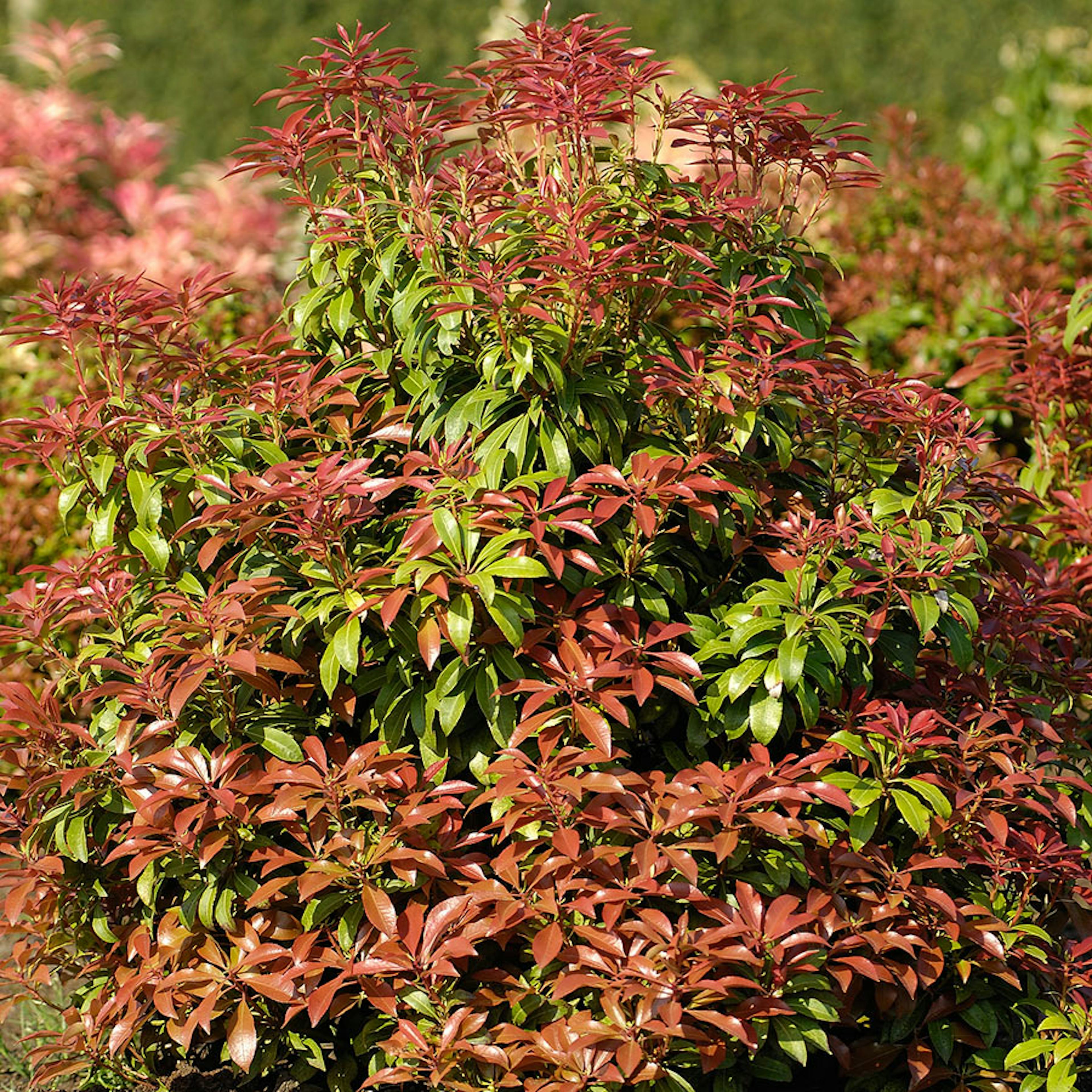 Prydnadsbuske Omnia Garden Japansk Buskrosling