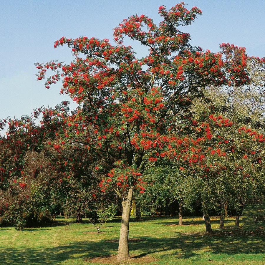 Prydnadsträd Omnia Garden Japansk Rönn med Grönt Lövverk & Vit Blomning, 150-200 cm
