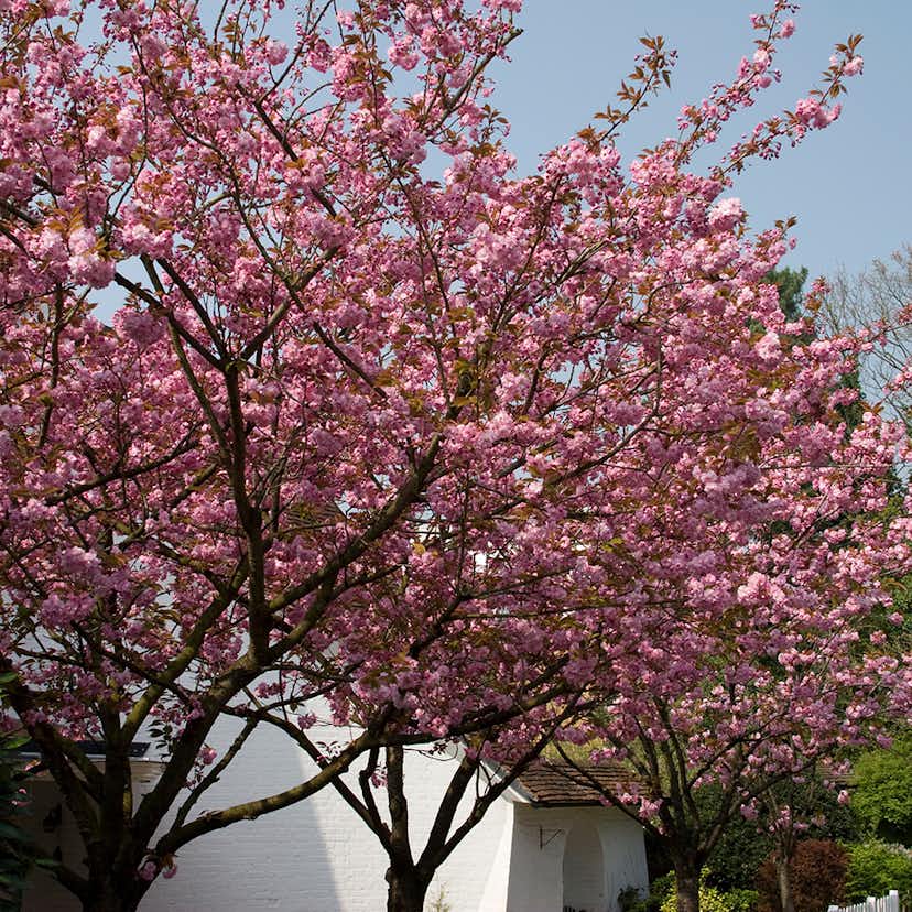 Körsbärsträd Omnia Garden Japanskt Prunus Kanzan 100-120 cm