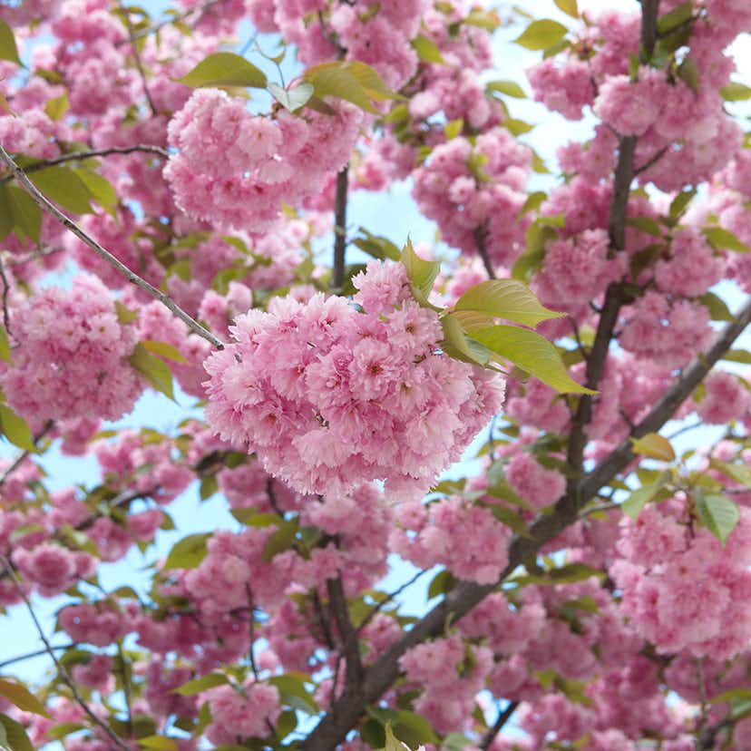 Körsbärsträd Omnia Garden Japanskt Prunus Kanzan 100-120 cm