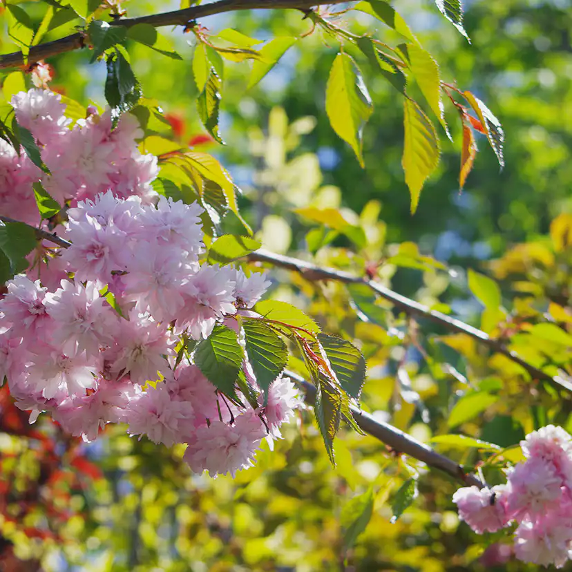 Prydnadsträd Japanskt körsbär Omnia Garden Prunus Kiku-Shidare-Zakura 100-120 cm
