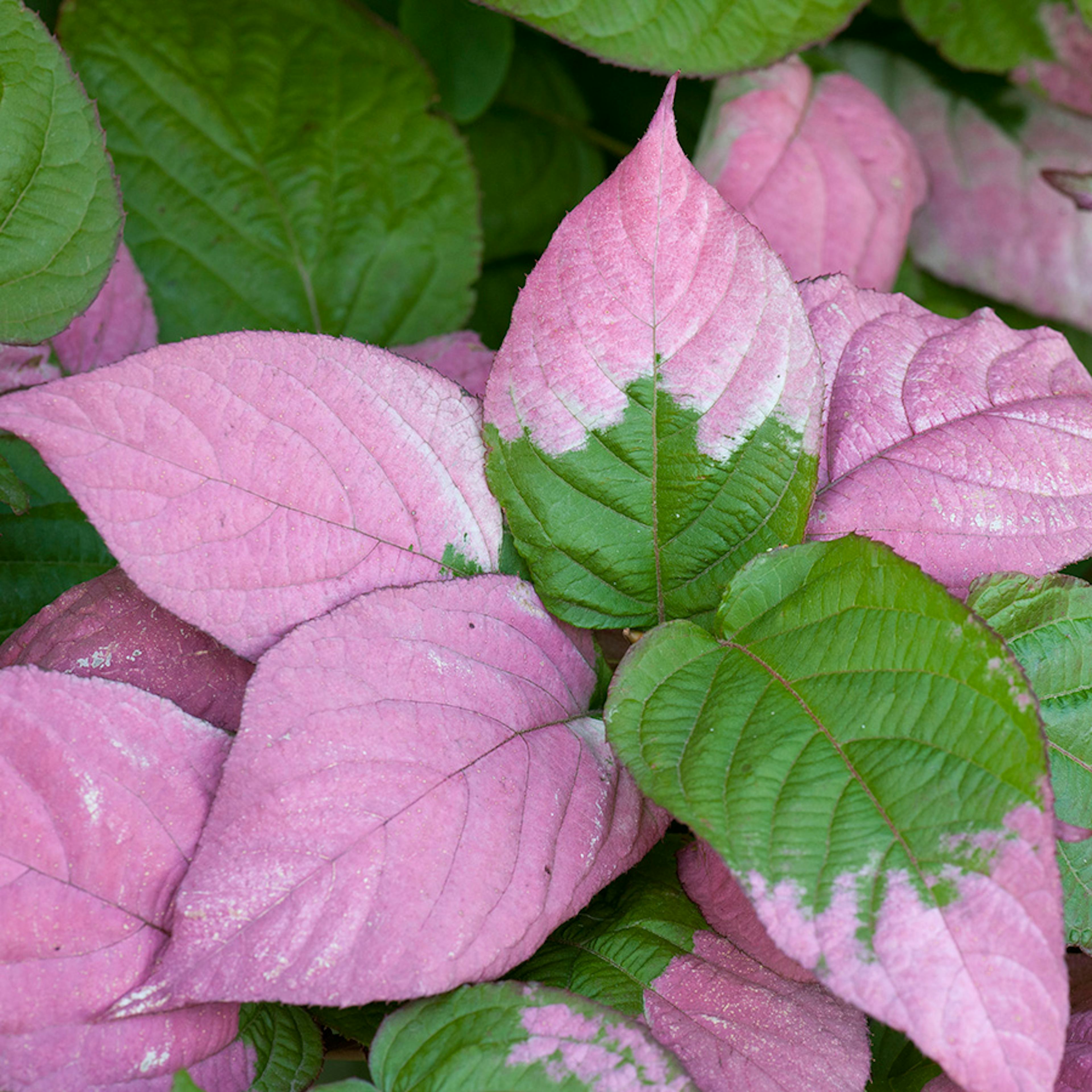 Klätterväxt Kameleontbuske Omnia Garden 40-60 cm