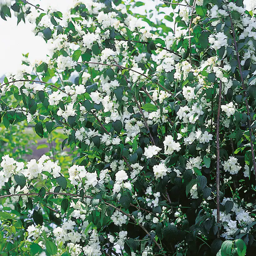 Prydnadsbuske Kameliaschersmin Omnia Garden Philadelphus Virginalis (hybrida)