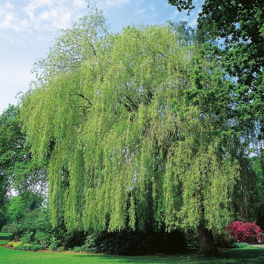 Prydnadsträd Pil Omnia Garden Kaskadpil 150-200 cm, Grönt Lövverk, Snabbväxande & Fuktigt Läge