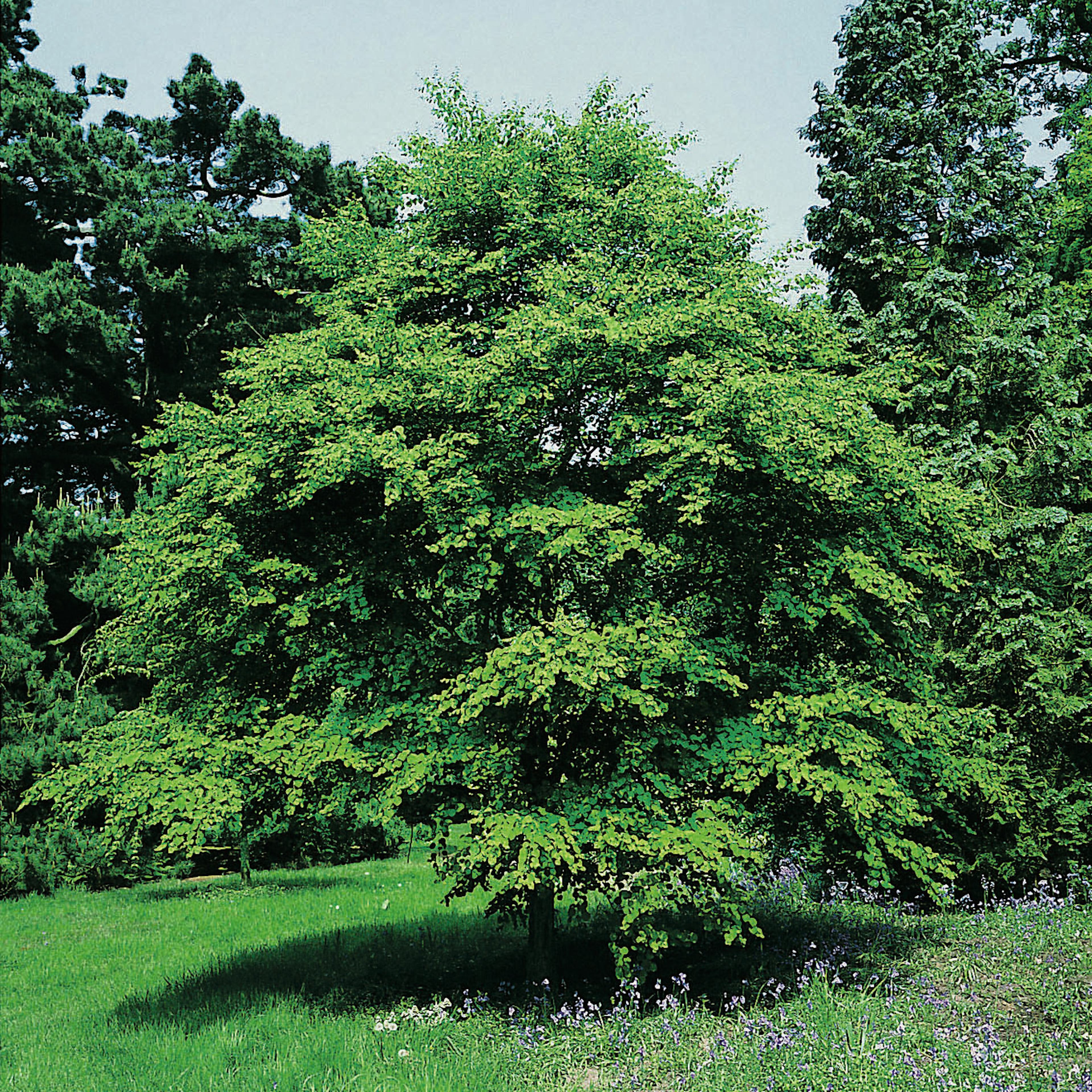 Prydnadsbuske Omnia Garden Katsura- Brödträd med Hjärtformade Blad 125-150cm