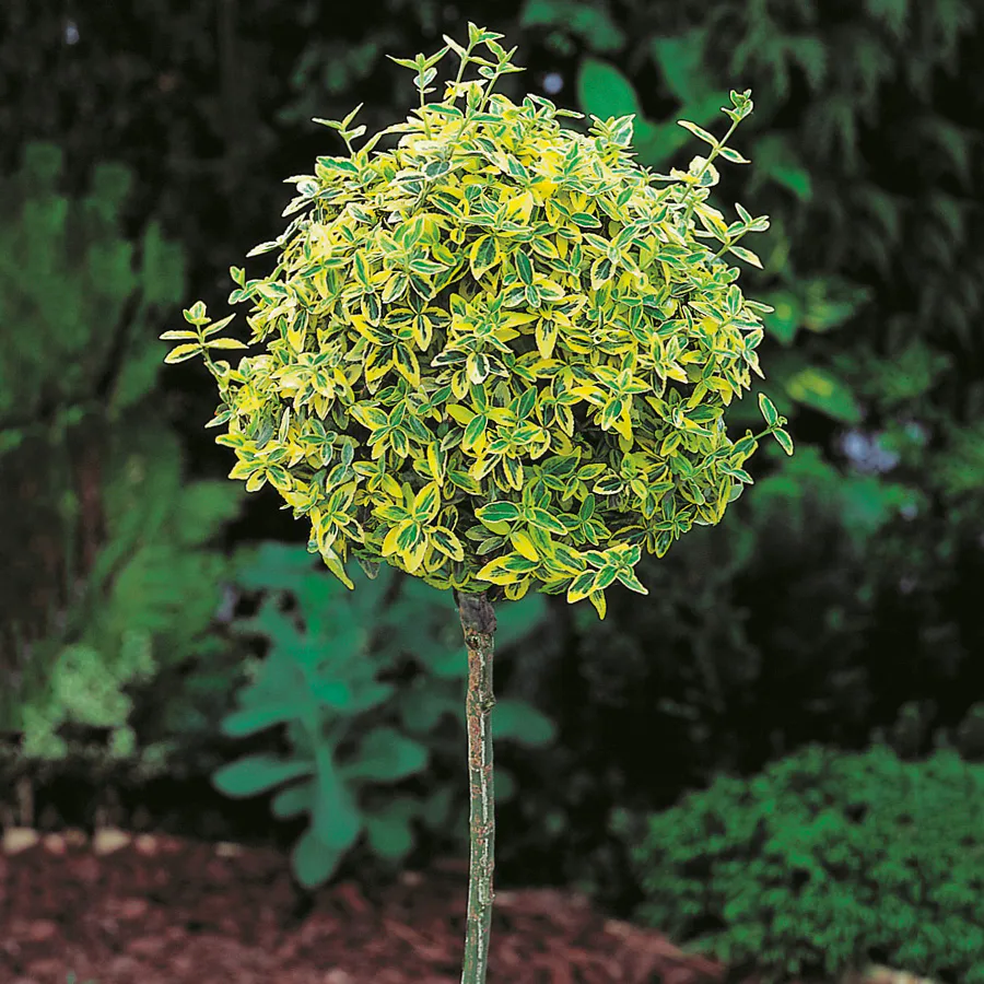 Prydnadsträd Klätterbenved Gulbrok Omnia Garden 80-90 cm