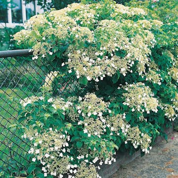 Klätterväxt Klätterhortensia Omnia Garden 30-40 cm