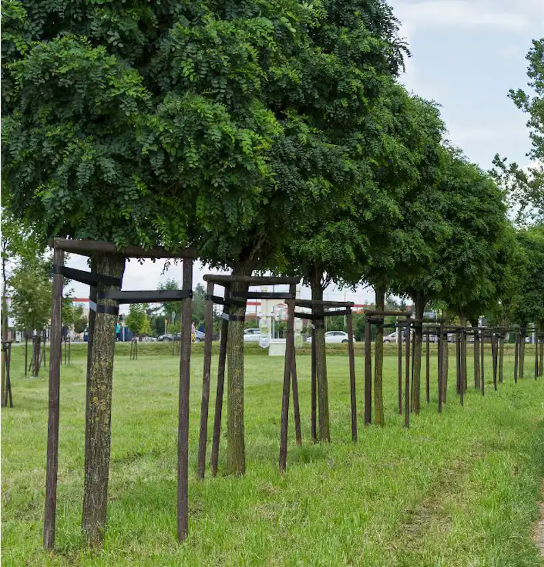 Prydnadsträd Omnia Garden Klotrobinia Umbraculifera 100-120 cm