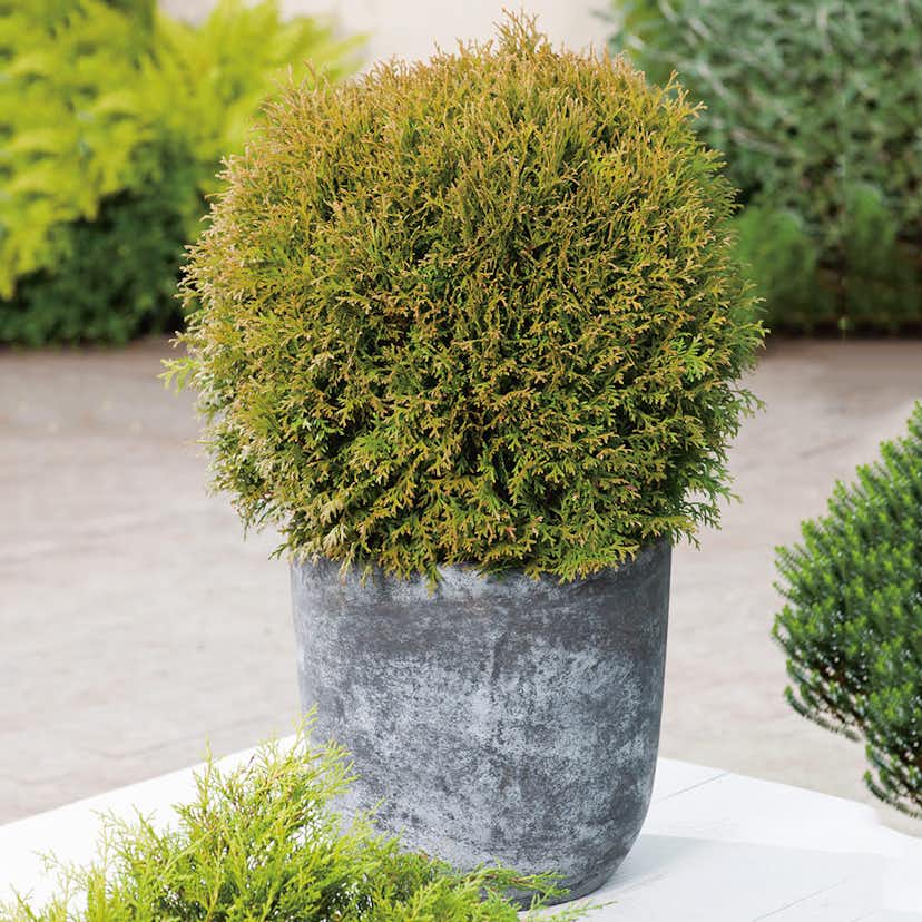 Klottuja Omnia Garden Danica 20-25 cm