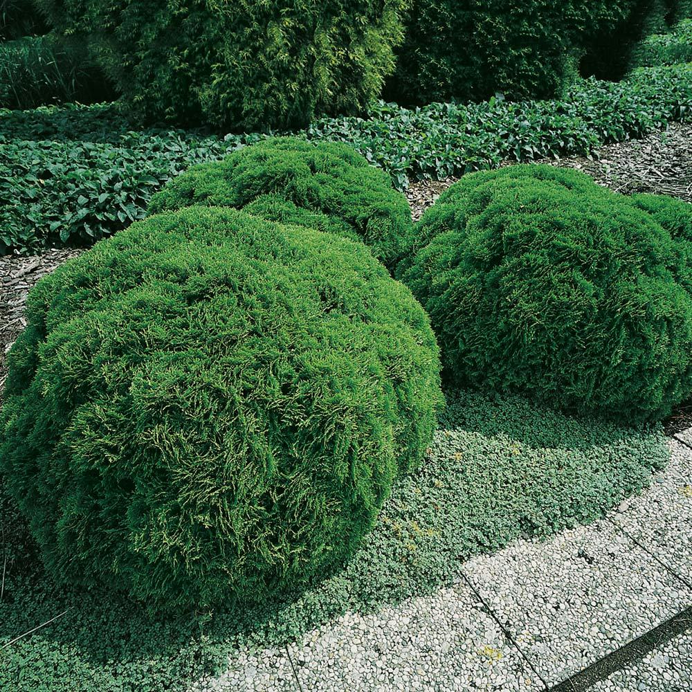 Klottuja Omnia Garden Danica 20-25 cm