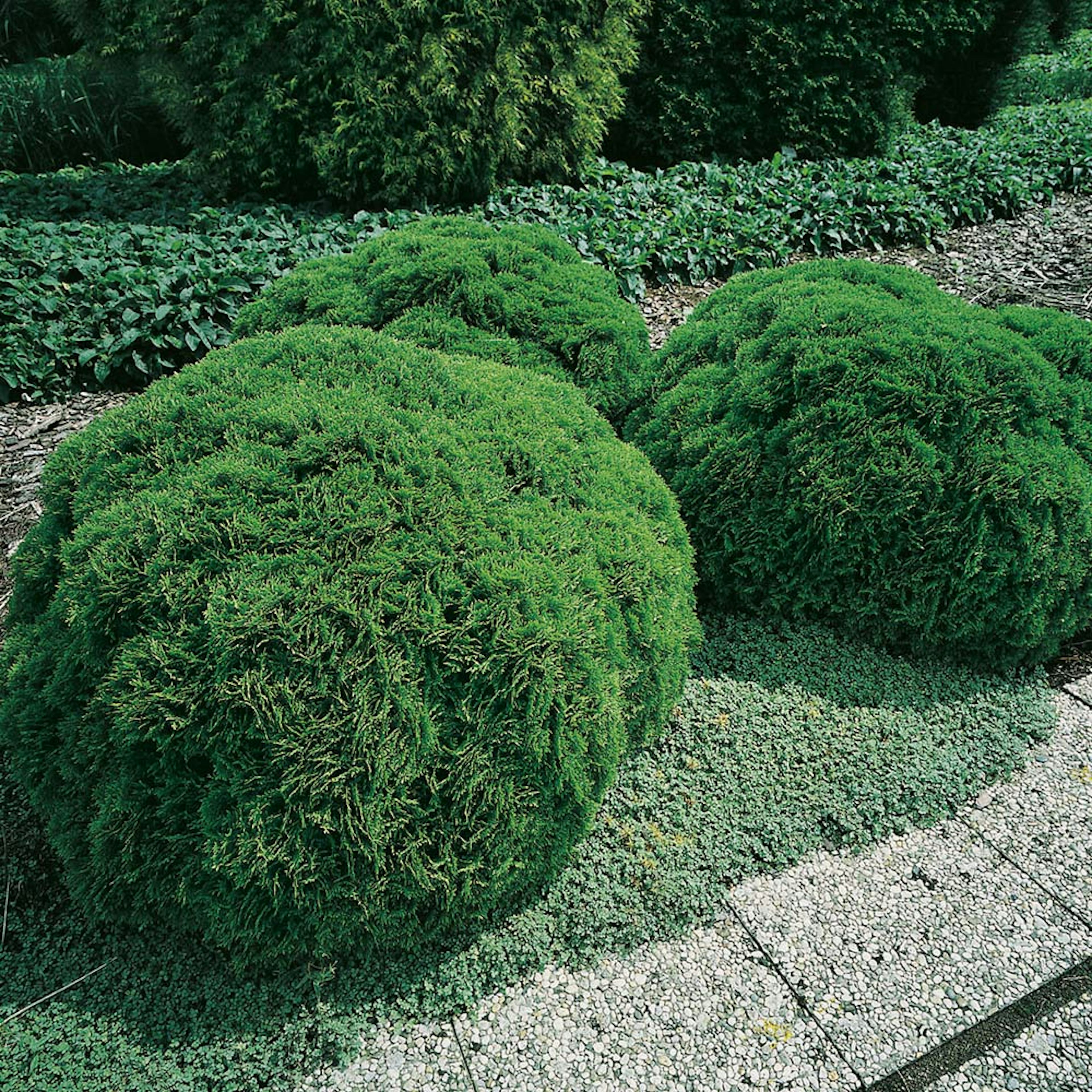 Klottuja Omnia Garden Danica 20-25 cm