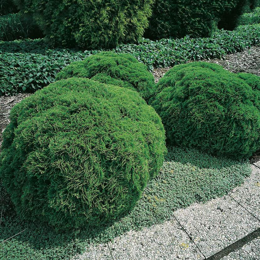 Klottuja Omnia Garden Danica 20-25 cm